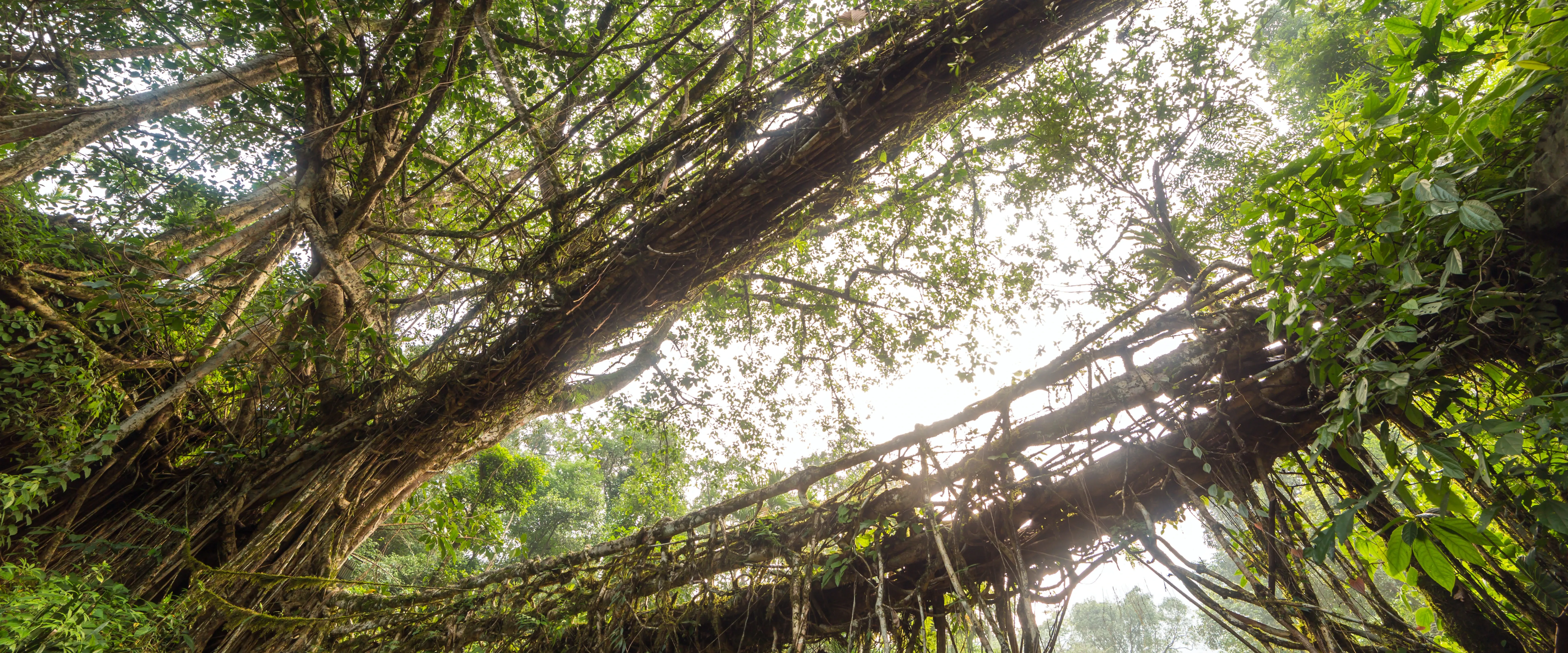 Living root bridge of Meghalaya