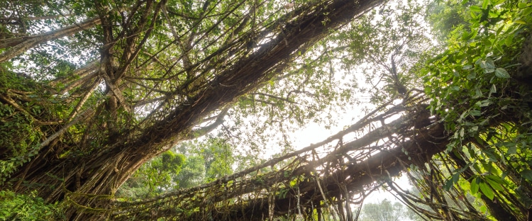 Hike To See the Living Root Bridges of Northeast India