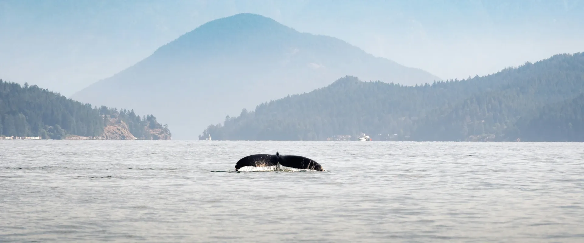 A whale flips its tail out of the water on the St. Lawrence River in Québec