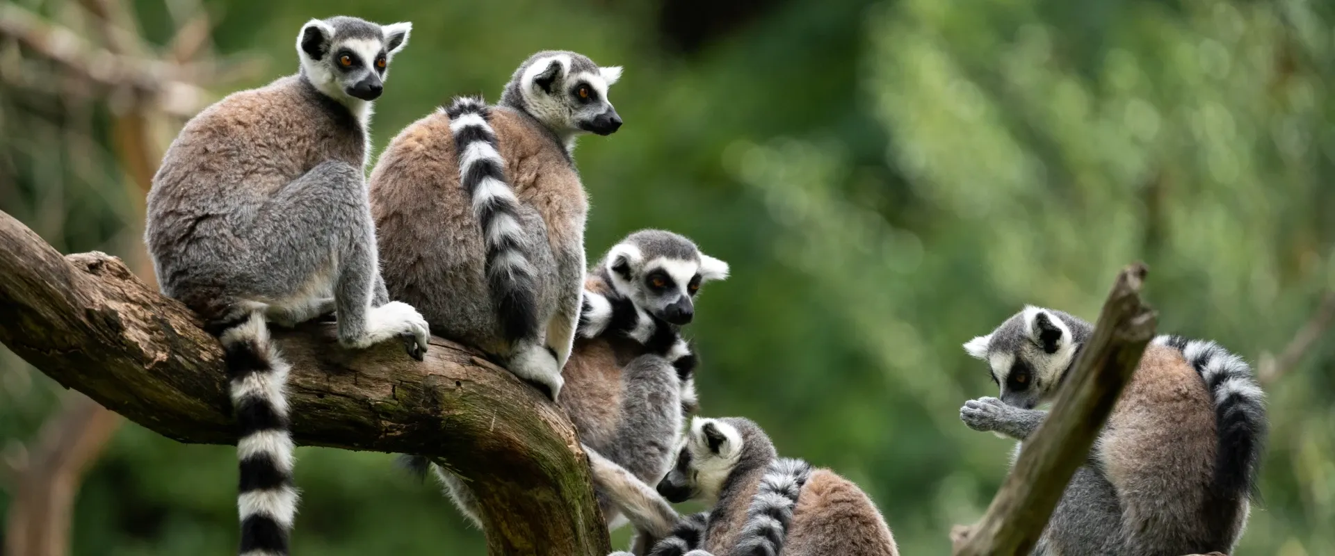Wild lemurs sit in a tree in Madagascar