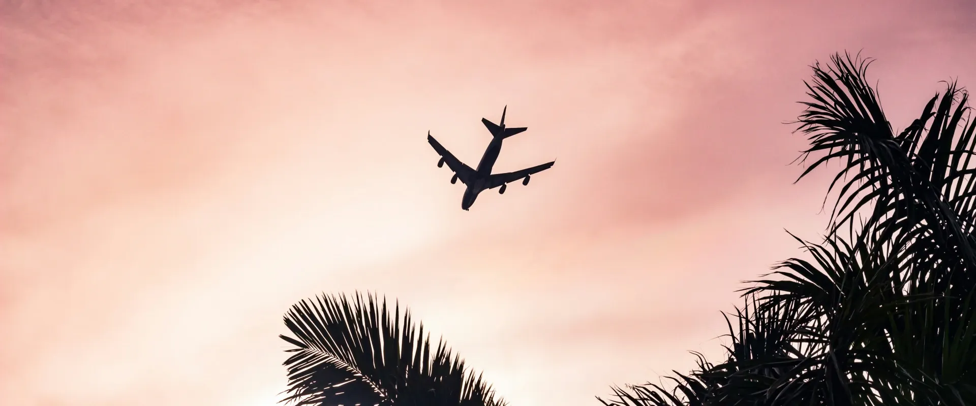 plane flies overhead with pink sky and palm tree