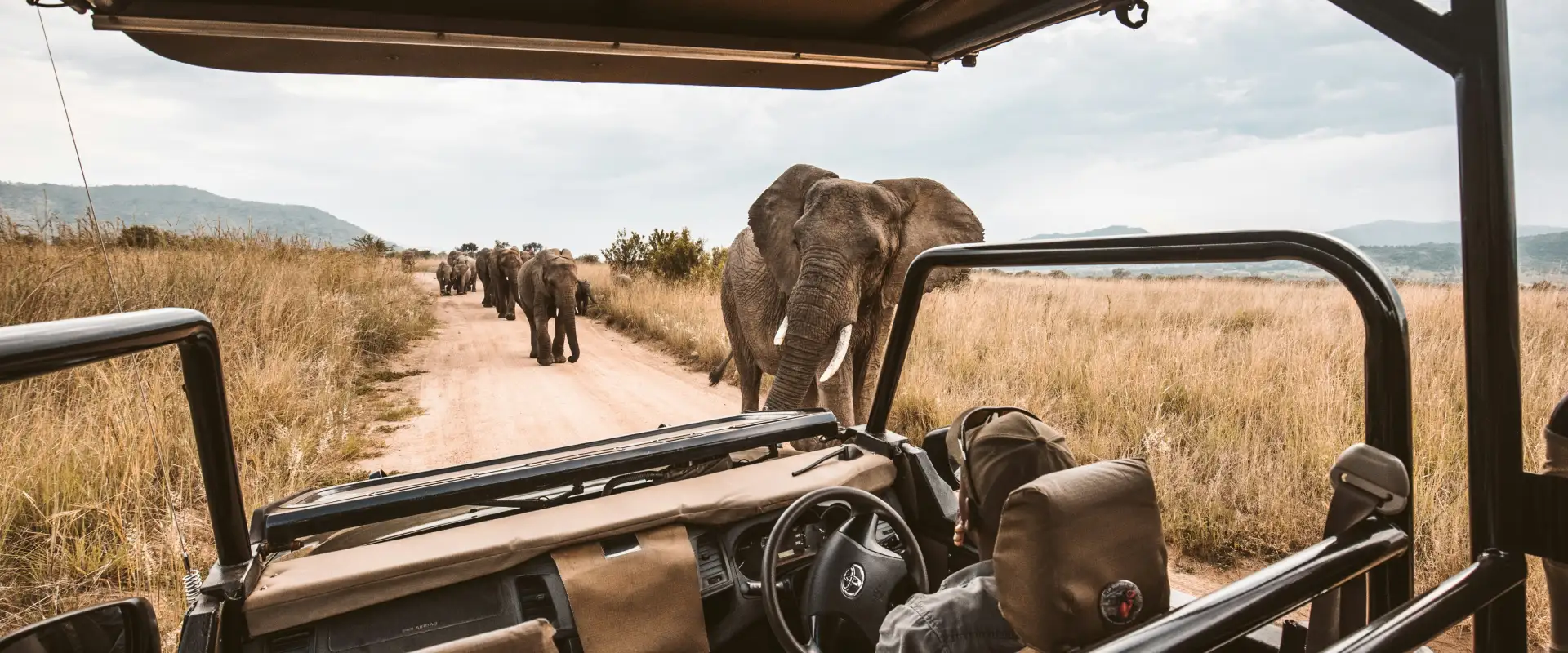 Elephants from a jeep on safari in South Africa