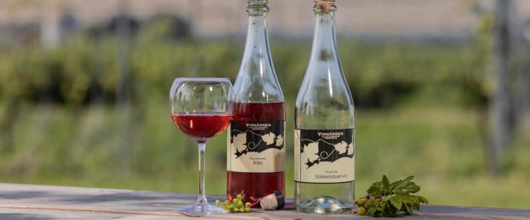 How To Sip Wine at One of the Oldest Vineyards in Denmark