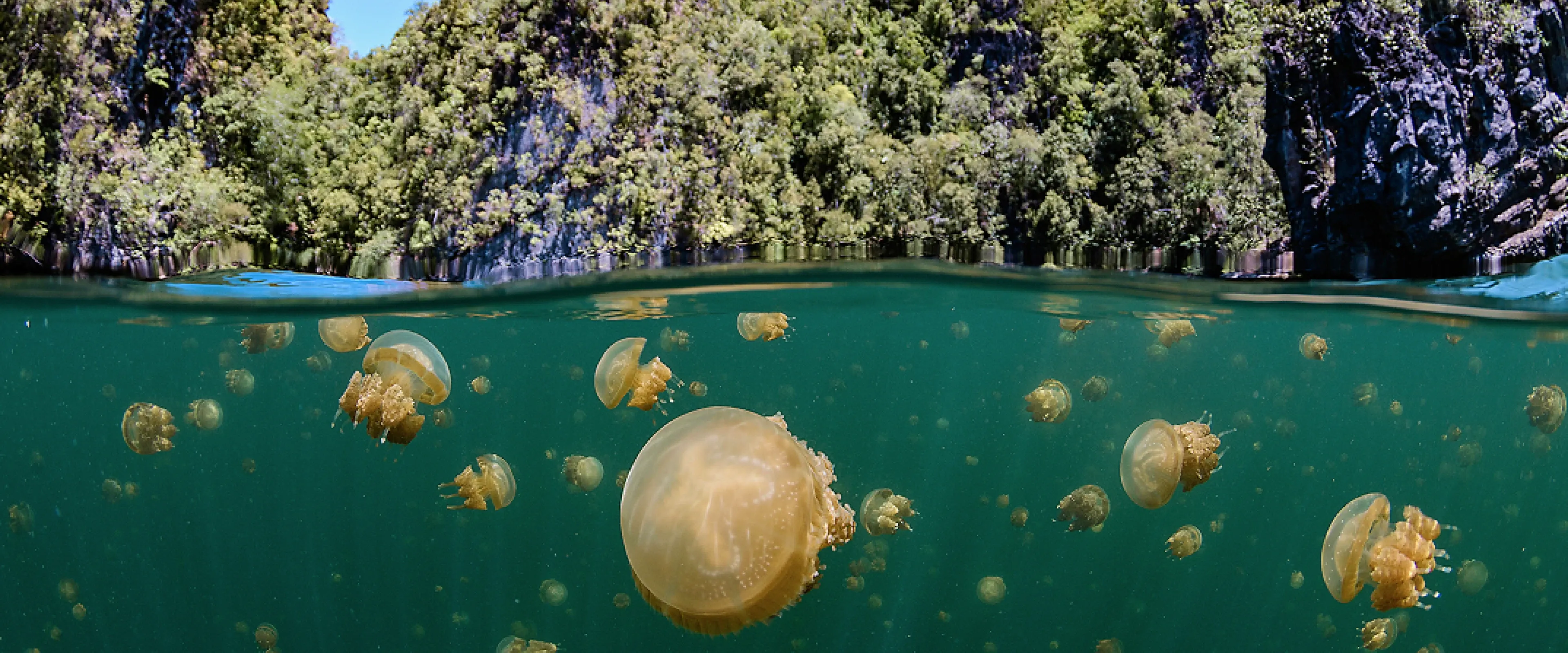 Jellyfish in Eil Malk