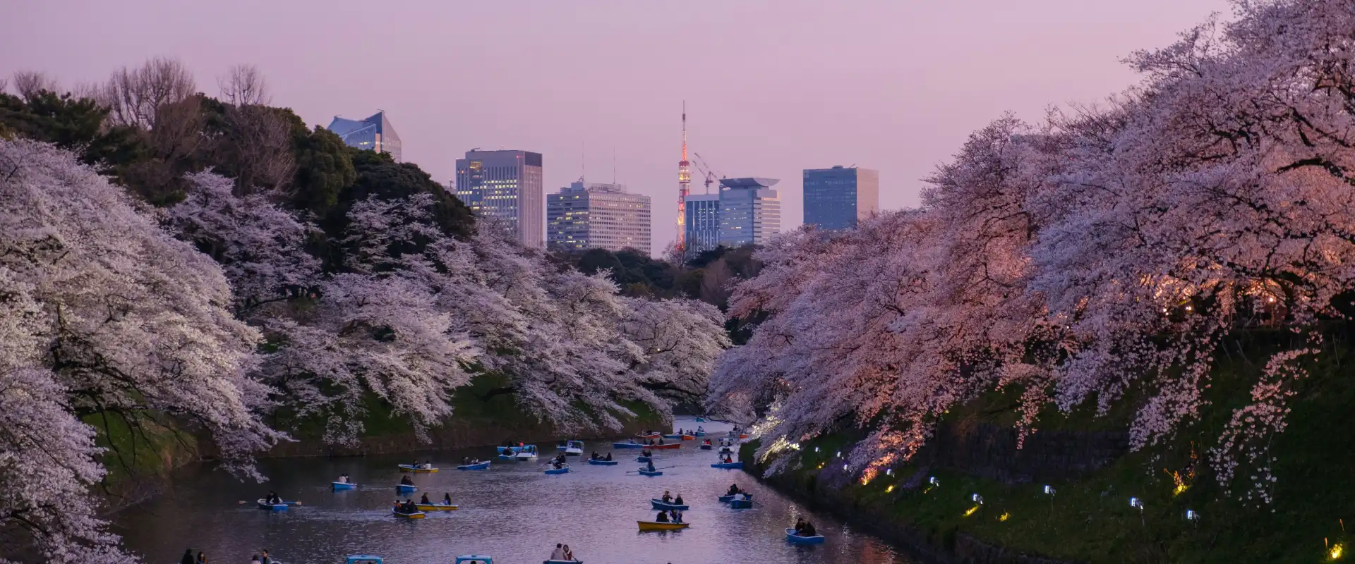 Cherry blossoms in Tokyo